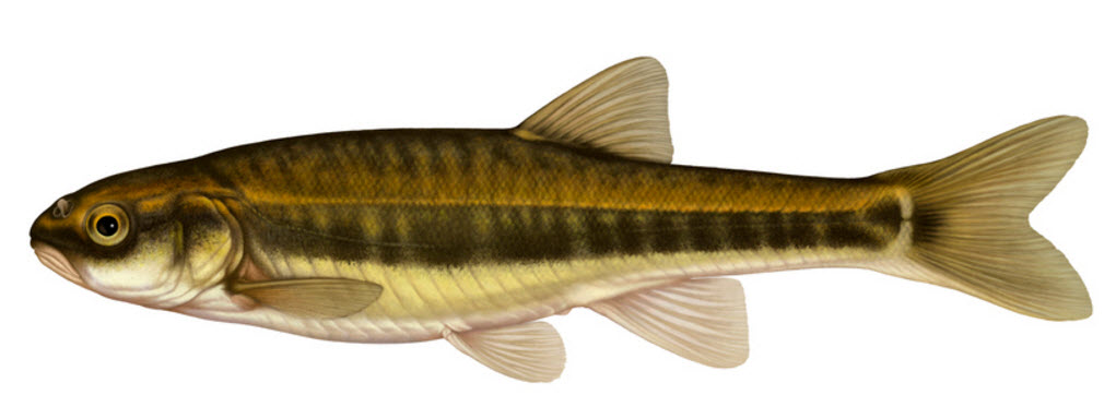 Phoxinus phoxinus_03.jpg